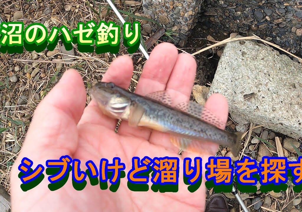 涸沼のハゼ釣り(マハゼ13匹、最長16センチ)(2025年10月19日)