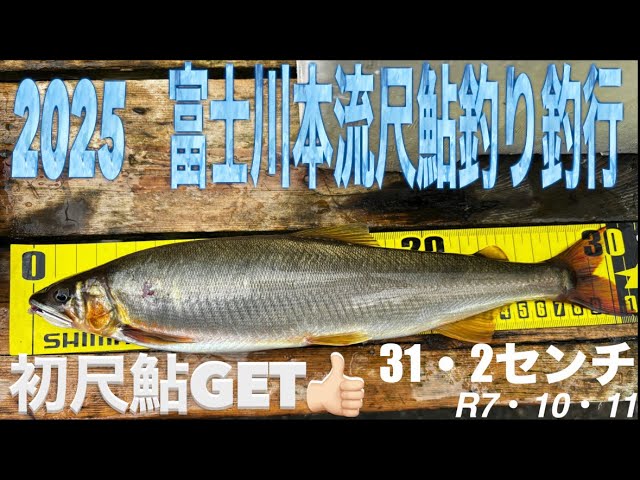 2025 富士川本流尺鮎釣り釣行