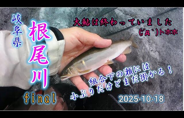 2025-10-18  岐阜県根尾川遠征 大鮎アユ友釣り調査final