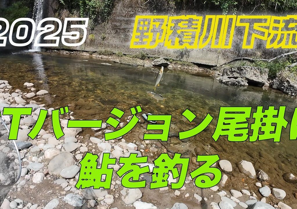 2025 野積川下流STバージョン尾掛けで鮎を釣る！