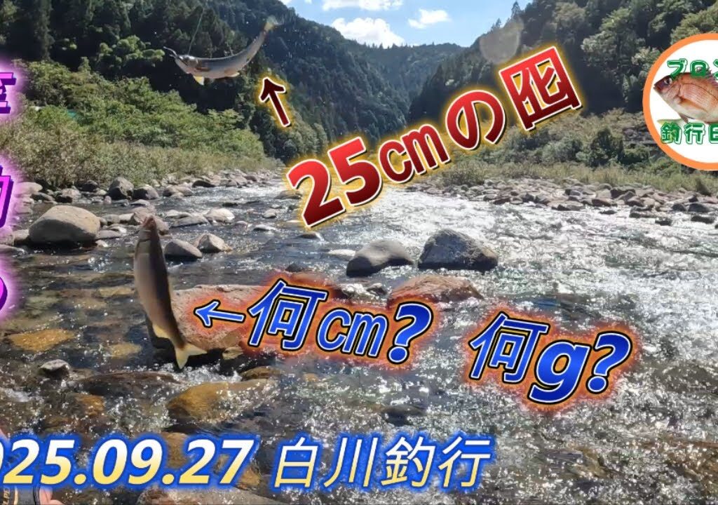 2025.09.27 本当の竿納め白川釣行 またいい鮎と出会えました！