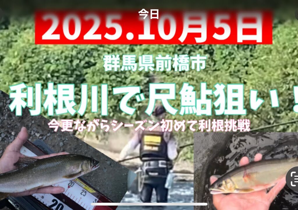 2025.10月5日.利根川で尺鮎狙い！#釣り #鮎釣り #サンテック #サンライン #利根川