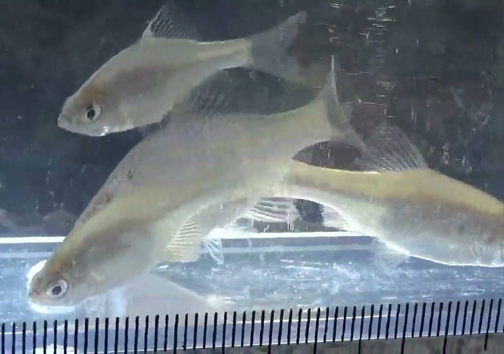 【タナゴ釣り 小物釣り】斜面林に囲まれた田んぼわきの小さな用水路で小物釣り 2025年10月中旬