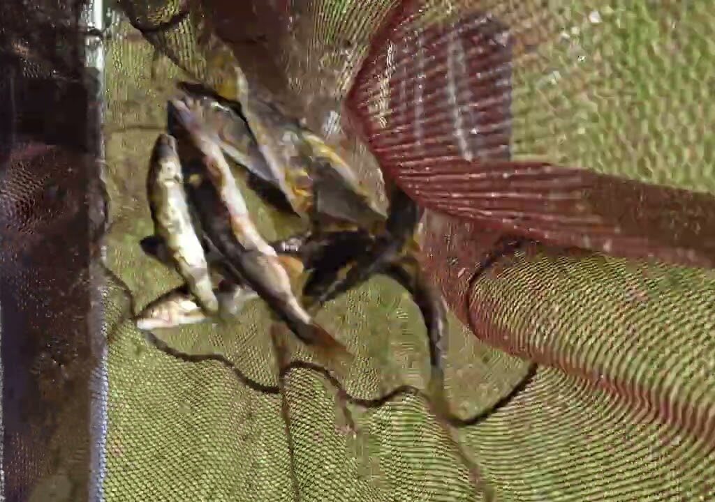 2025年10月10日　長良川ルアー鮎　金華橋下流