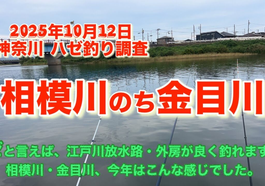 神奈川県 相模川・金目川 ハゼ釣り🎣2025年10月12日