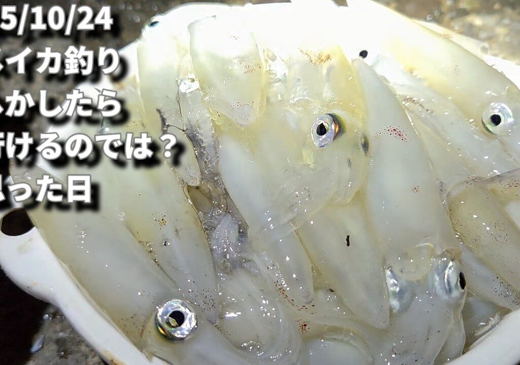 2025/10/24　マメイカ釣り　もしかしたら束行けるのでは？と思った日