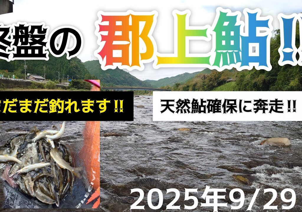 終盤の郡上鮎‼️まだまだ釣れます‼️天然鮎確保に奔走‼️2025年9/29