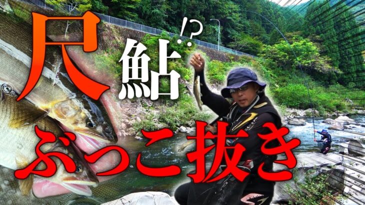 8ｍのパワーロッドで鮎をぶっこ抜き！【鮎釣り】