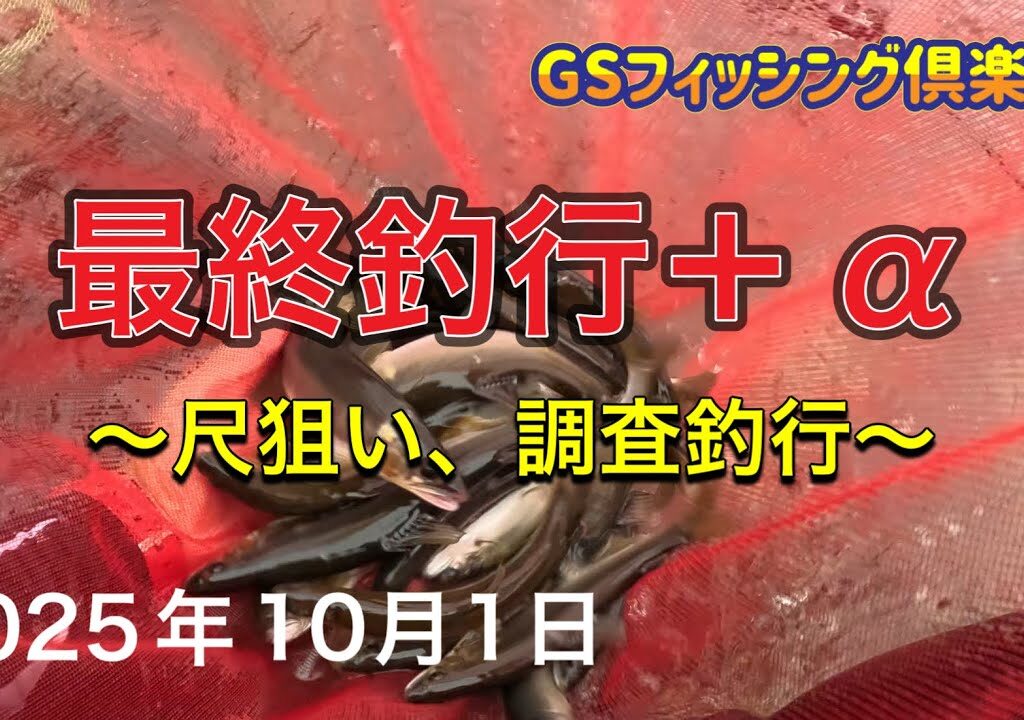 《鮎釣り》最終釣行＋α 尺狙い、調査釣行。アバンサーMT85 ショートスペシャル80【Vol.56】GSフィッシング倶楽部