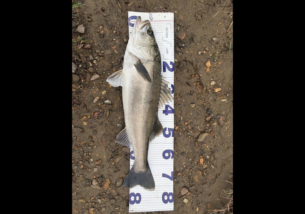 SEABASS PROJECT Autumn edition