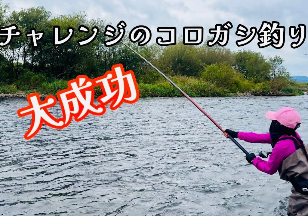【鮎釣り】コロガシ鮎釣りもU字効果で入れ掛り🌟‼️