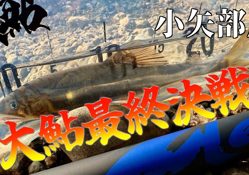 【友釣り】大鮎最終決戦！出るか尺鮎！【小矢部川】