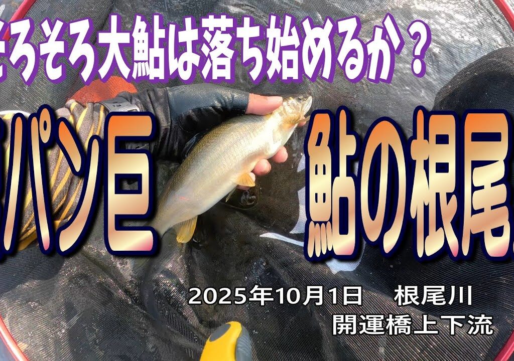 そろそろ大鮎は落ち始めるか？　腹パン巨鮎の根尾川
