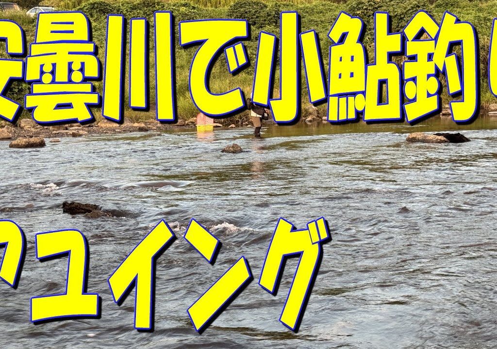 安曇川で小鮎釣りを楽しんで来ました