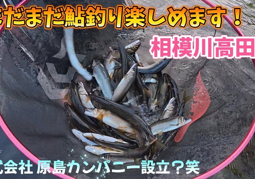 【閲覧注意】鮎釣りの常識崩壊！ 「昼休憩」こそが、釣果を分ける真の秘訣だった。