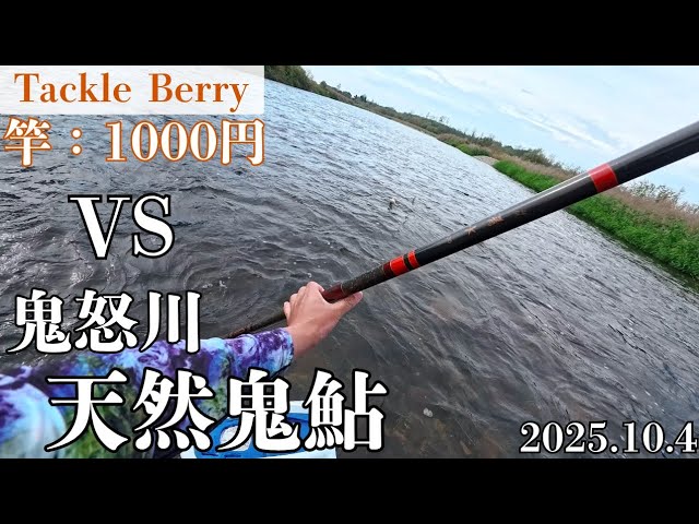 鮎釣り鬼怒川の鬼鮎はまだ若い！納竿するには早すぎる！