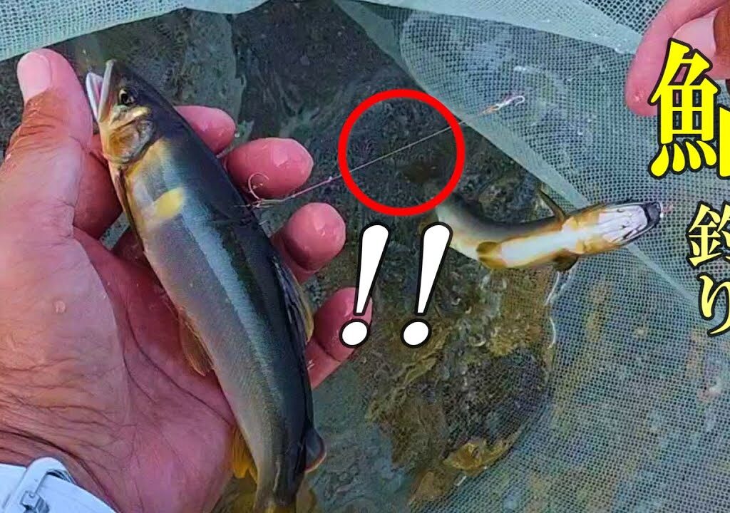 鮎釣り  ○○のハリスを試したら予想を超えた釣果に／九頭竜川  勝山