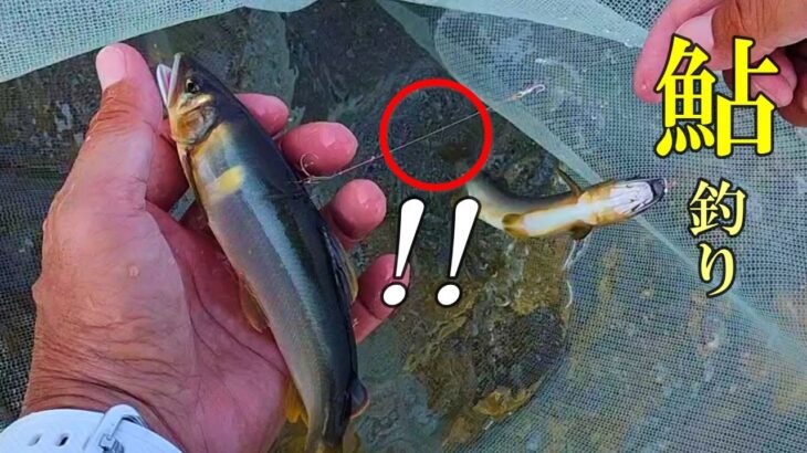 鮎釣り  ○○のハリスを試したら予想を超えた釣果に／九頭竜川  勝山