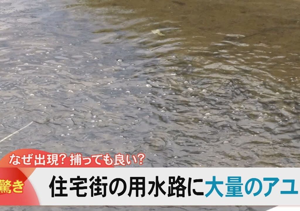住宅街の用水路に大量「アユ」出現　捕っても良い？