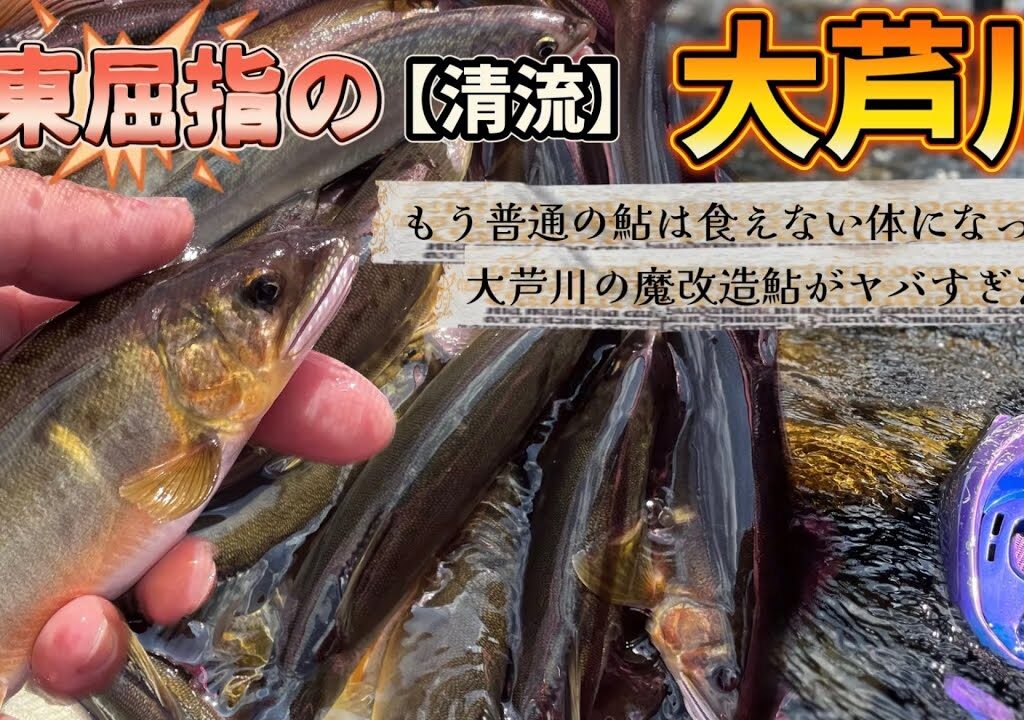 栃木大芦川 鮎釣りシーズン後半戦！食味最高の巨大鮎を狙う