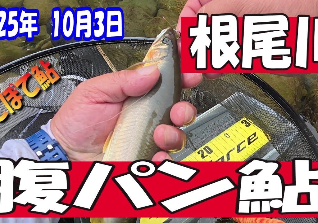 根尾川の腹パン鮎