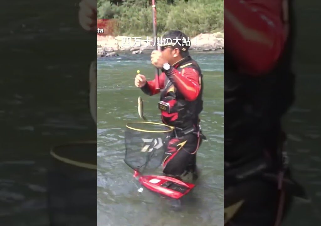 終盤の四万十川で大鮎を釣りまくる！　#鮎釣り #四万十川 #友釣り