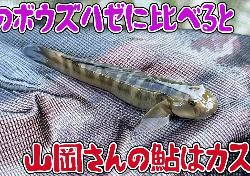 このボウズハゼに比べると山岡さんの鮎はカスや