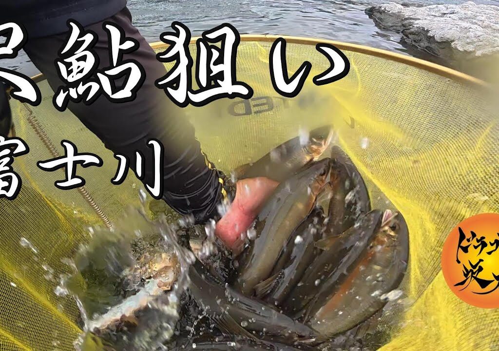 【鮎釣り】尺鮎狙い❗ 富士川