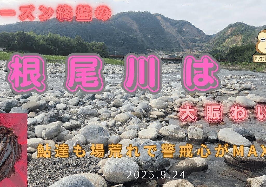 「終盤の根尾川は大盛況」　#良型鮎 　＃友釣り