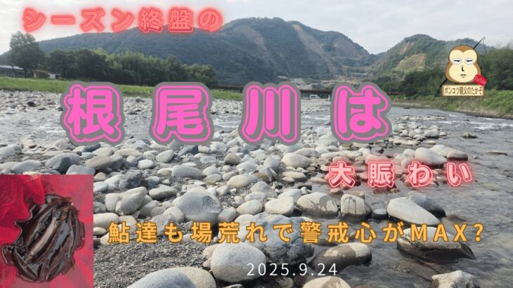「終盤の根尾川は大盛況」　#良型鮎 　＃友釣り