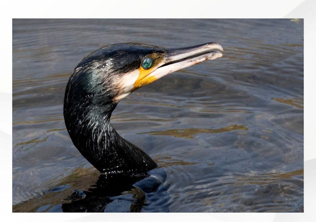 「みんな食われちゃってる」アユ釣りの聖地・狩野川で“カワウ”被害深刻で釣り客は半減 関係者の苦闘続く=静岡