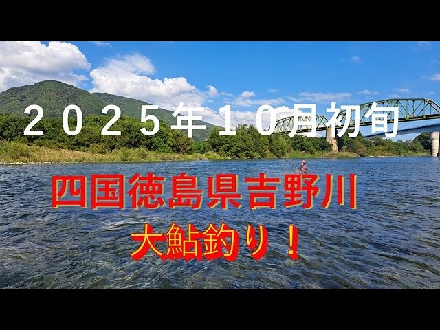 四国徳島県吉野川、大鮎釣り尺鮎狙い！