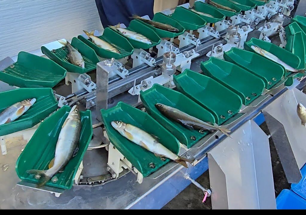 【今シーズン最後の郡上鮎 出荷】郡上漁協