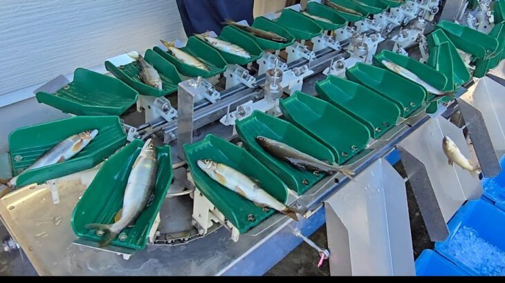 【今シーズン最後の郡上鮎 出荷】郡上漁協