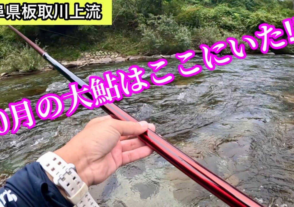 【鮎の友釣り】秋の板取川、大アユ乱舞！
