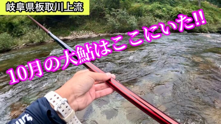 【鮎の友釣り】秋の板取川、大アユ乱舞！
