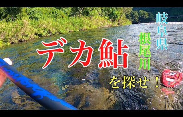 【鮎釣り】鮎釣り師の楽しみ方　岐阜県 根尾川