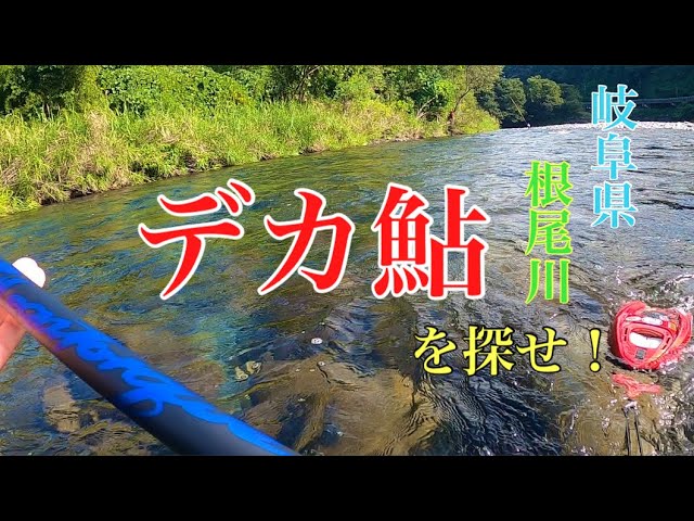 【鮎釣り】鮎釣り師の楽しみ方　岐阜県 根尾川