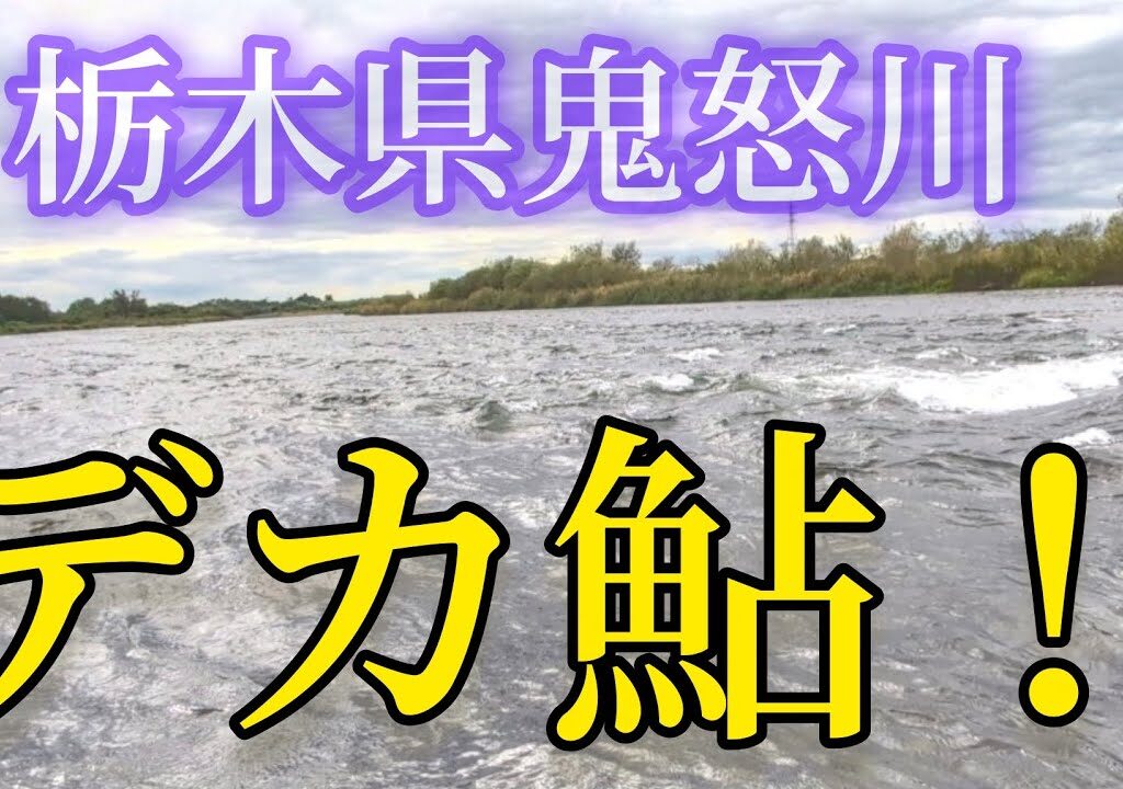 鬼怒川本流鮎釣り　　初めてデカ鮎釣れました!