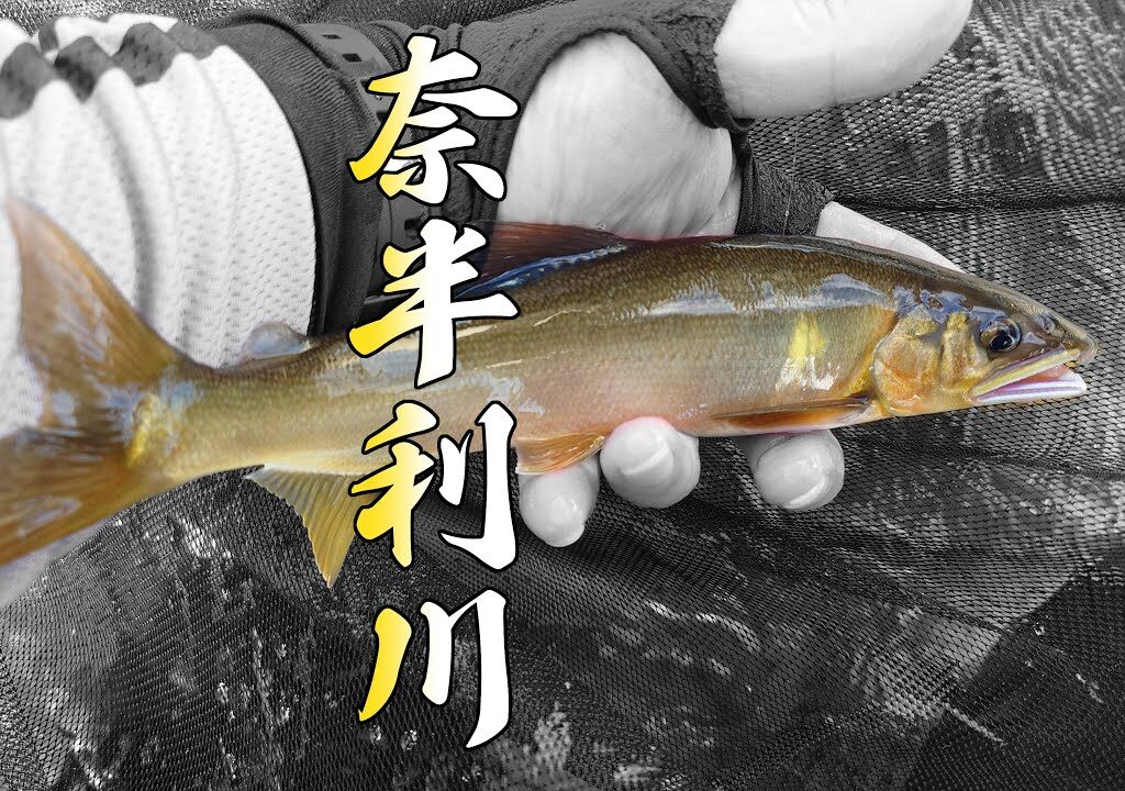 奈半利川　鮎　高知県