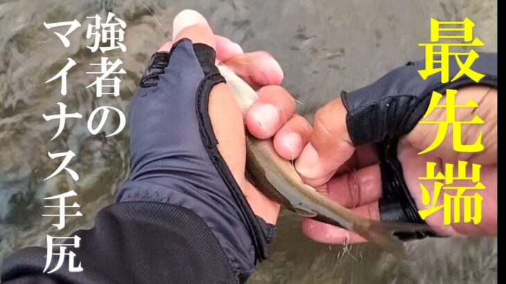 鮎釣り 新常識？終盤に若い鮎が釣れる意外なエリア／矢作川