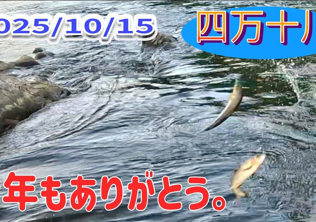 四万十川最終日の鮎釣り。最後は楽しんだ者勝ち！