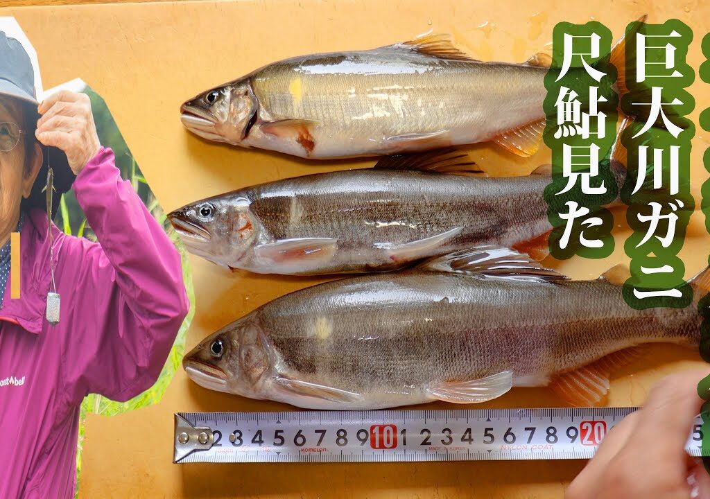 川の恵みに驚愕(*’▽’)【美味しい川魚】尺鮎・巨大川かに・オイカワ