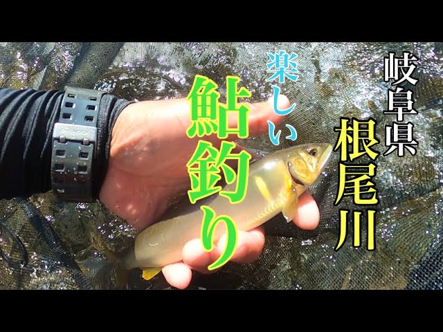 【鮎釣り】やっぱり根尾川は楽しいです！