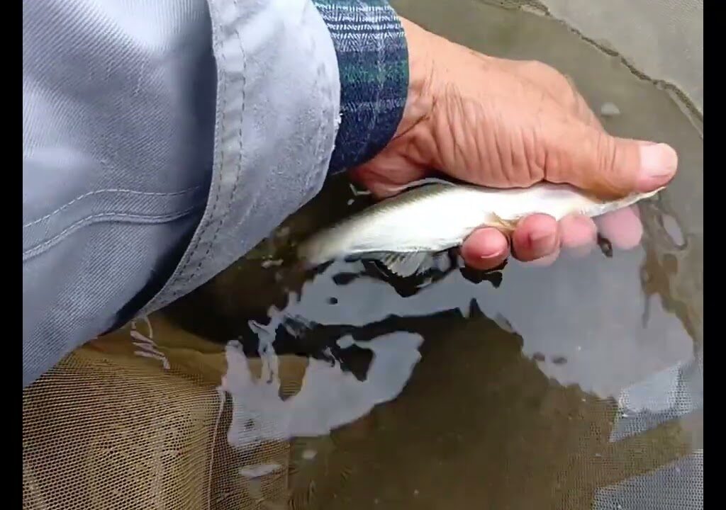 囮鮎をゴロ引きで獲りました、大井川川根温泉前鉄橋上流で