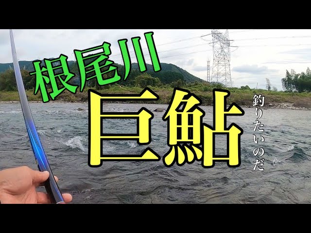 【鮎釣り】巨鮎を釣りたいんです！岐阜県根尾川