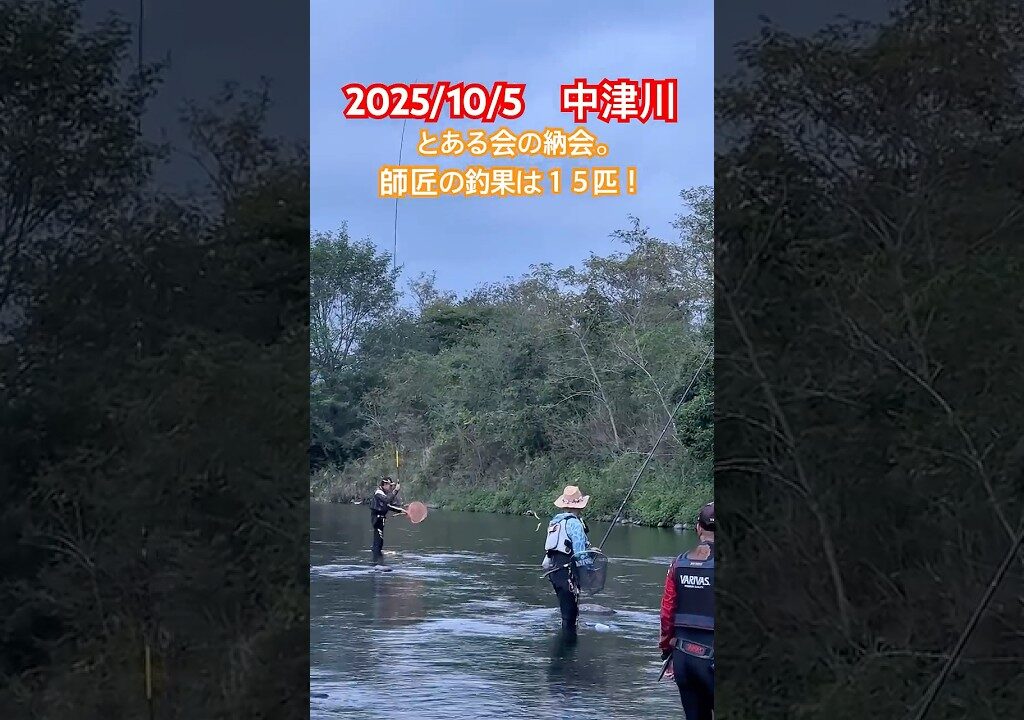 【中津川　鮎釣り】 鮎釣りなのにドンコ祭り！#中津川#鮎釣り#友釣り#大川オトリ屋