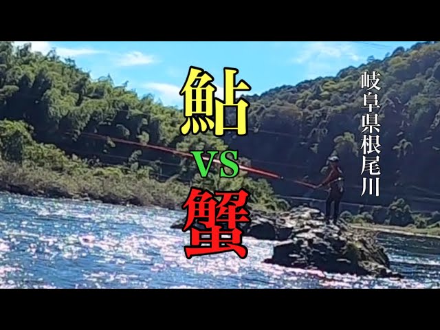 【鮎釣り】鮎釣り師　秋の味覚を満喫する！岐阜県 根尾川　