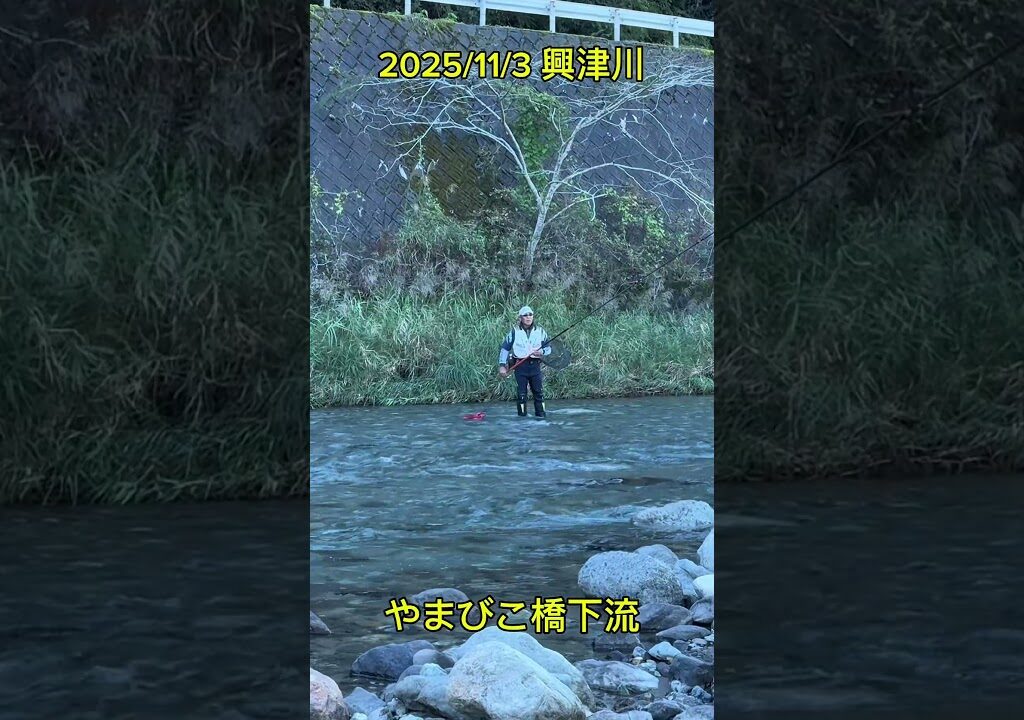 【興津川　鮎釣り】 納竿！！今年もご視聴ありがとうございました！ #興津川#納竿#友釣り#デカ鮎に喰らいつけ