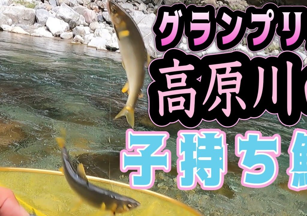 グランプリ受賞の高原川の子持ち鮎を釣る